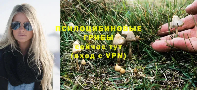 где найти   Малоярославец  Галлюциногенные грибы Psilocybe 